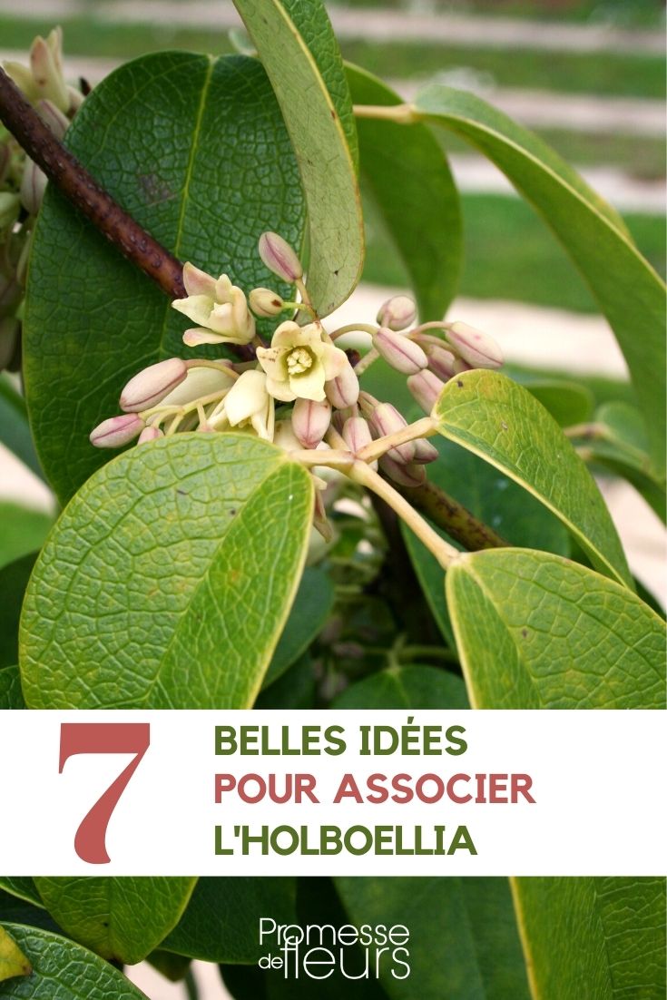 holboellia-associate holboellia-associer