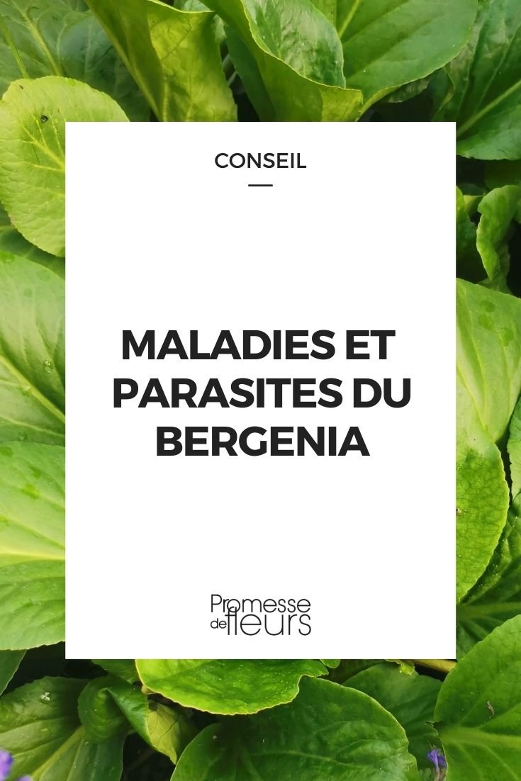 Parasitic Disease in Bergenia Parasitic Disease in Bergenia