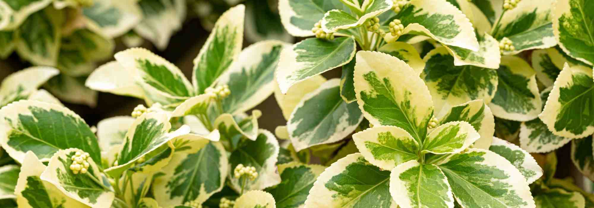 Diseases and pests of Japanese spindle