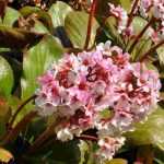 Diseases and pests of Bergenia