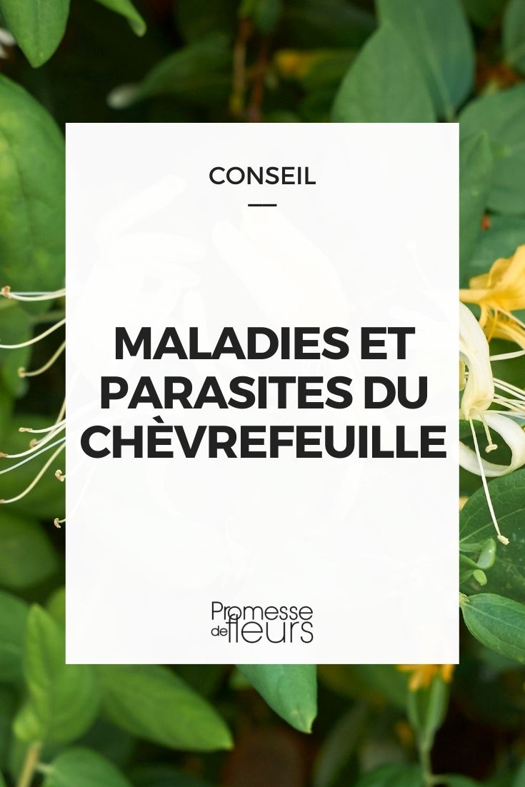 Parasitic Diseases in Honeysuckle
