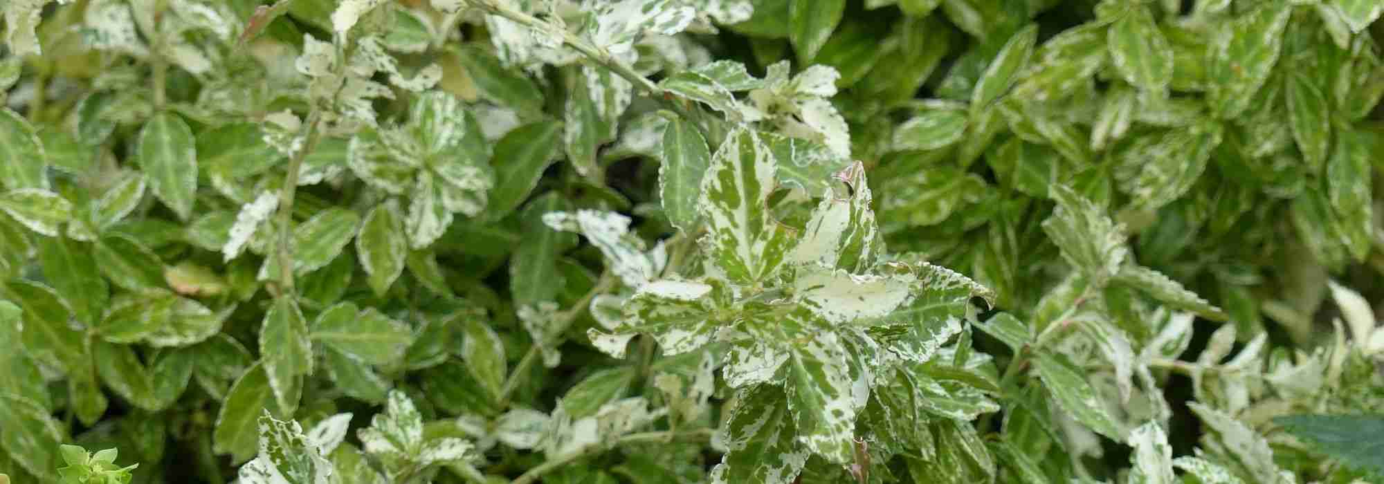 The best groundcover euonymus
