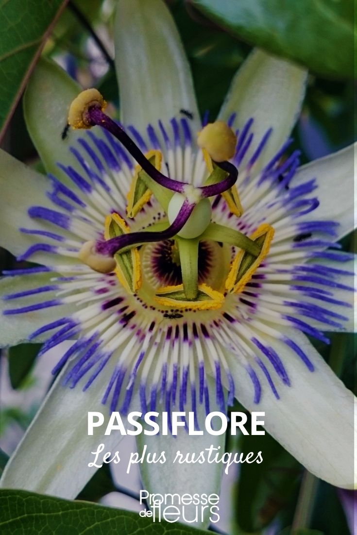 Hardiest Passionflowers