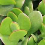 Succulent groundcovers