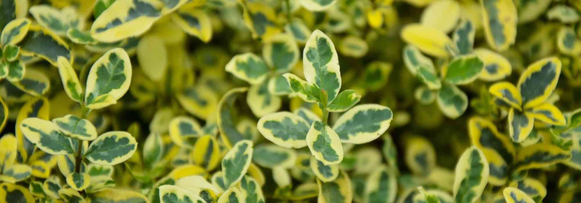 Japanese Spindle: the Most Beautiful Varieties