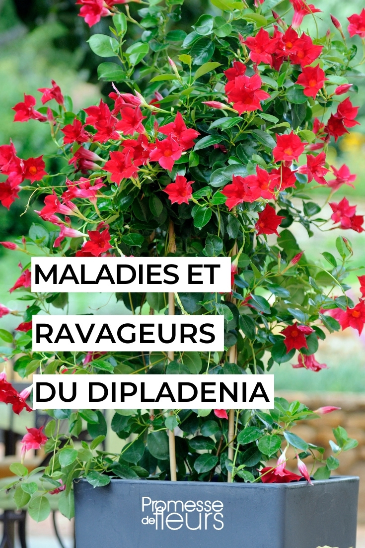 Dipladenia: Diseases and Pests
Dipladenia, also known as Mandevilla, is a stunning flowering plant that adds a tropical flair to any garden. However, like all plants, it can be susceptible to certain diseases and pests. Understanding these issues and knowing how to prevent or treat them is crucial for maintaining the health and beauty of your Dipladenia.
### Common Diseases
1. **Powdery Mildew**: This fungal disease appears as a white or grey powdery deposit over the leaf surface and affects the plant's vigour. To control powdery mildew, ensure good air circulation around your plants and avoid overhead watering. Fungicidal sprays can also be effective.
2. **Root Rot**: Often caused by overwatering or poor drainage, root rot can be fatal if not addressed. Ensure that your Dipladenia is planted in well-draining soil and that pots have adequate drainage holes. Reduce watering to allow the soil to dry out between watering sessions.
### Frequent Pests
1. **Spider Mites**: These tiny pests can cause significant damage by sucking sap from the undersides of leaves, leading to yellowing and drop-off. Increase humidity around your plants or use a miticide if infestations are severe.
2. **Aphids**: These small, sap-sucking insects can weaken your plant and promote the growth of sooty mould due to the sticky honeydew they excrete. Use insecticidal soap or neem oil to control aphids effectively.
3. **Mealybugs**: These pests appear as white cottony masses on the stems and leaves. They can stunt growth and cause leaf drop. Mealybugs can be controlled by dabbing them with alcohol using a cotton swab or by applying insecticidal soap.
### Preventative Measures
- **Proper Planting**: Choose a location that provides adequate sunlight and good air circulation.
- **Water Management**: Water your Dipladenia deeply but infrequently, allowing the soil to dry out between watering.
- **Regular Inspection**: Check your plants regularly for signs of disease or pest activity. Early detection makes management much easier.
By taking these preventative measures and being vigilant about the health of your Dipladenia, you can enjoy these beautiful plants without the worry of diseases or pests. Happy gardening!