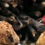 How to protect your chickens from predators?