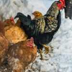 Our tips for protecting your chickens from the cold