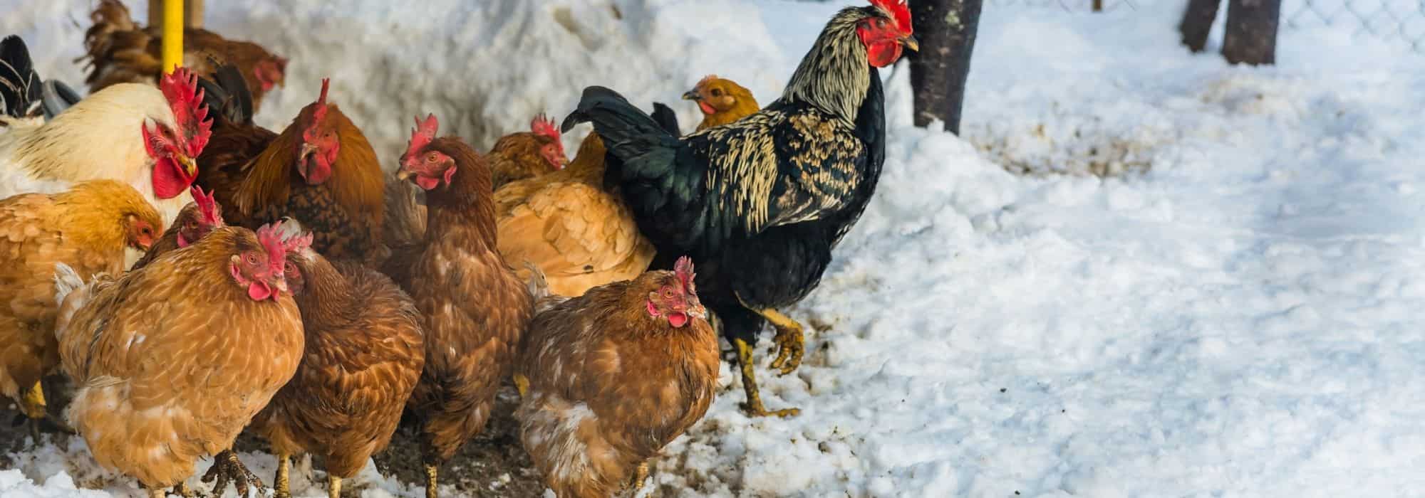 Our tips for protecting your chickens from the cold