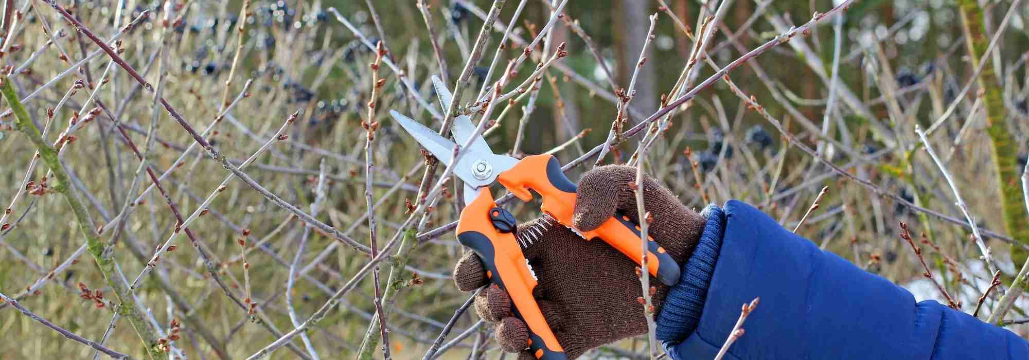 What to prune in winter?