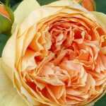9 David Austin orange roses