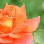 7 bush roses with large orange flowers