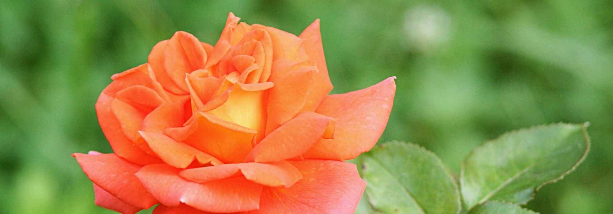 7 bush roses with large orange flowers