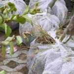 What to do with the clump of trees and bushes?