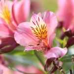 9 pink-flowered perennials