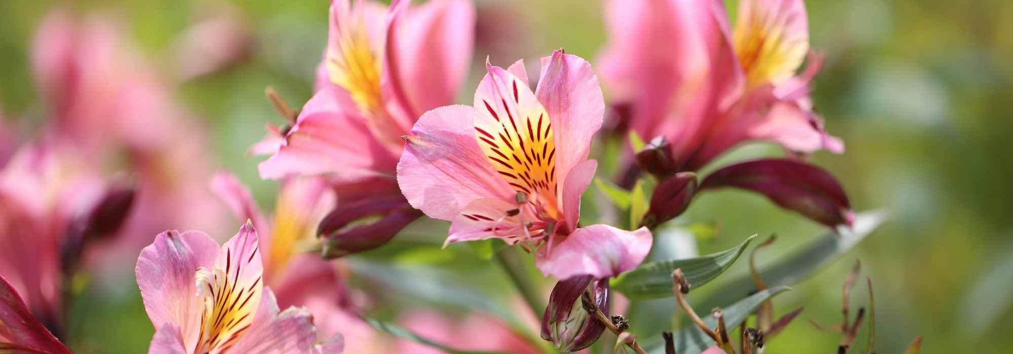 9 pink-flowered perennials