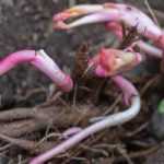 Planting perennials in bare roots: how and why?