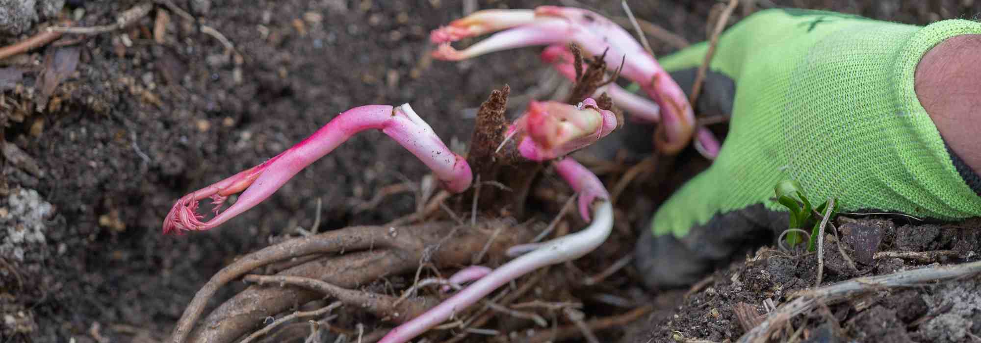 Planting perennials in bare roots: how and why?