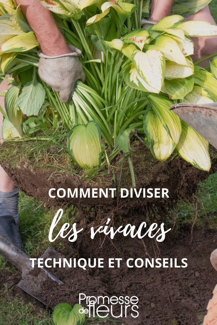 Perennial Plant Division Technique