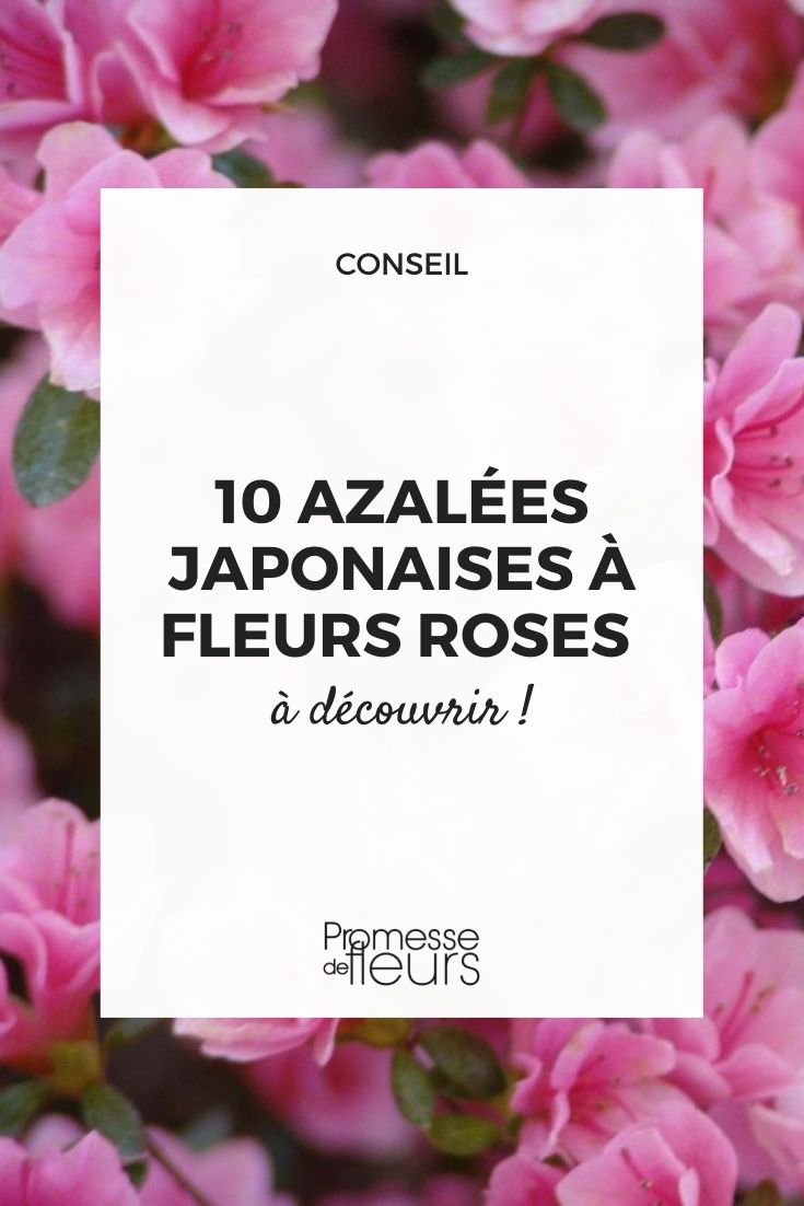 10 Japanese azaleas with pink flowers Azalea Japonica flowering in pink colour