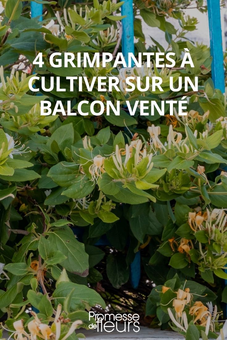 Climbing Plants for Windy, Sea Spray Exposed Balconies