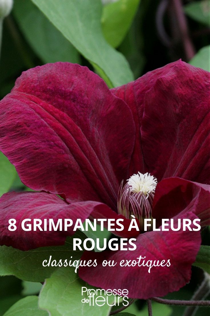 8 Climbing Plants with Red Flowers 8 Climbing Plants with Red Flowers