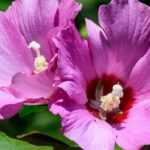 6 bushes that start late in spring