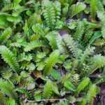 How to combine Leptinella or Cotula?