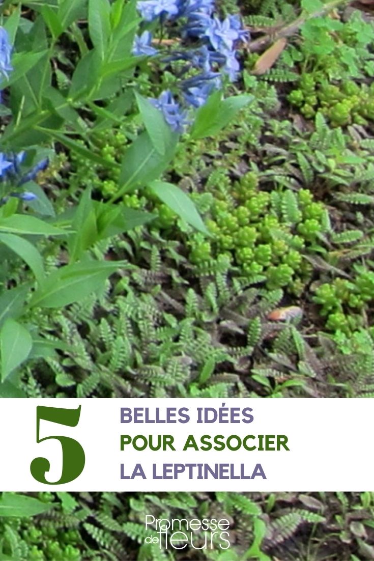 Pairing Leptinella Pairing Leptinella