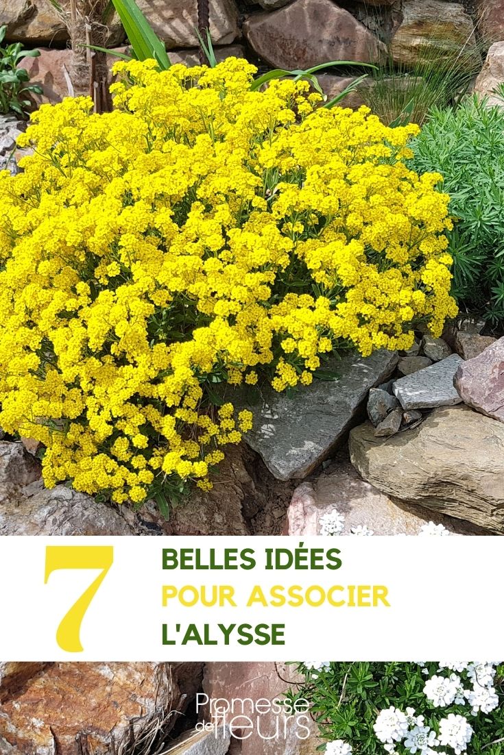 Pairing Alyssum or Basket of Gold alyssum pairing