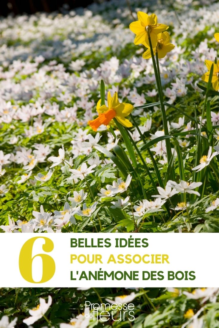 Pairing the Wood Anemone Pairing the Wood Anemone