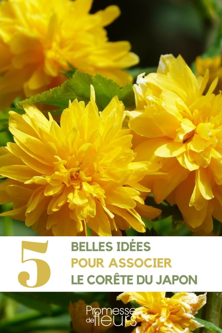 Pairing the Japanese Kerria Combining Kerria Japonica in the Garden
Kerria japonica, commonly known as Japanese kerria or {glossary:Japanese rose}, is a delightful addition to any garden due to its vibrant yellow flowers and arching green stems. When planning your garden, consider pairing this ornamental shrub with other plants that complement its texture and colour palette.
1. **Underplanting with Shade-loving Perennials**: Kerria japonica thrives in partial shade, making it an excellent companion for shade-loving perennials. Consider underplanting it with hostas or ferns, which will provide a lush, green backdrop throughout the growing season.
2. **Creating Contrasts with Flowering Shrubs**: To create a visually striking contrast, pair Kerria japonica with shrubs that have purple or deep blue flowers, such as Rhododendron or Azalea. This contrast not only highlights the bright yellow of the Japanese kerria but also adds depth to your garden design.
3. **Enhancing Textural Diversity**: For a garden rich in texture, combine Kerria japonica with plants that have different leaf shapes and sizes. The fine, textured foliage of ornamental grasses or the large leaves of magnolias can complement the slender, arching branches of the kerria.
4. **Seasonal Colour Coordination**: Plan your garden so that plants around the Kerria japonica provide interest in other seasons. For instance, spring bulbs like tulips and daffodils can offer early bursts of colour, while the kerria blooms in mid-spring.
By thoughtfully combining Kerria japonica with other plants, you can enhance both its beauty and the overall appeal of your garden. Whether you're aiming for a serene shade garden or a vibrant mixed border, this versatile shrub can play a key role in achieving your gardening goals.