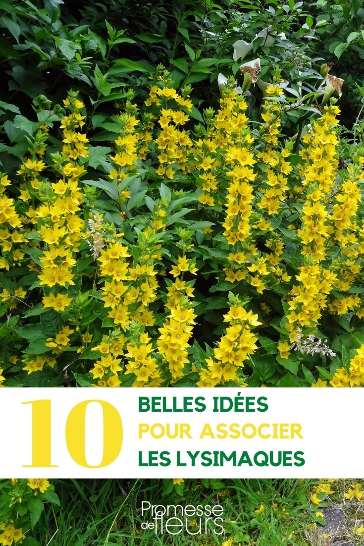 Pairing Loosestrifes Lysimachia pairing