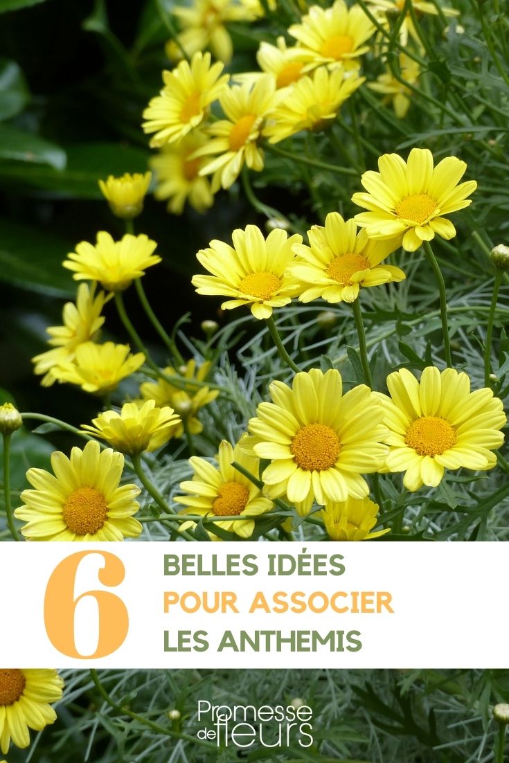 Pairing Chamomiles Chamomile Pairing