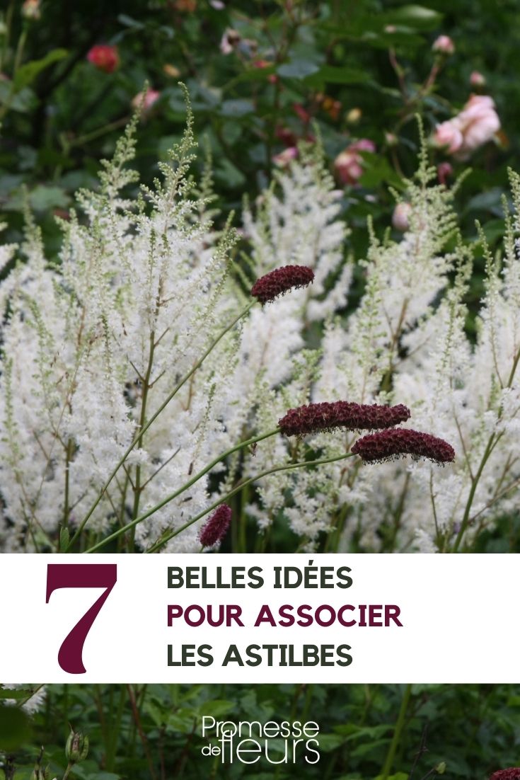 Pairing Astilbes Pairing Astilbes