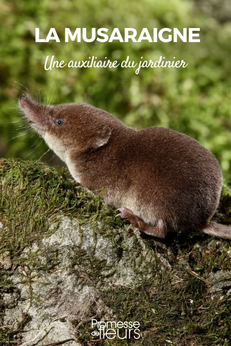 Garden Helper: The Shrew Shrew in the Garden