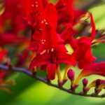 7 summer bulbs with red flowers