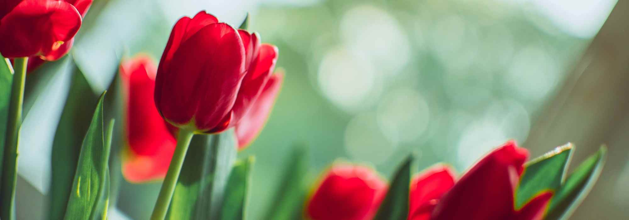 6 spring bulbs with red flowers