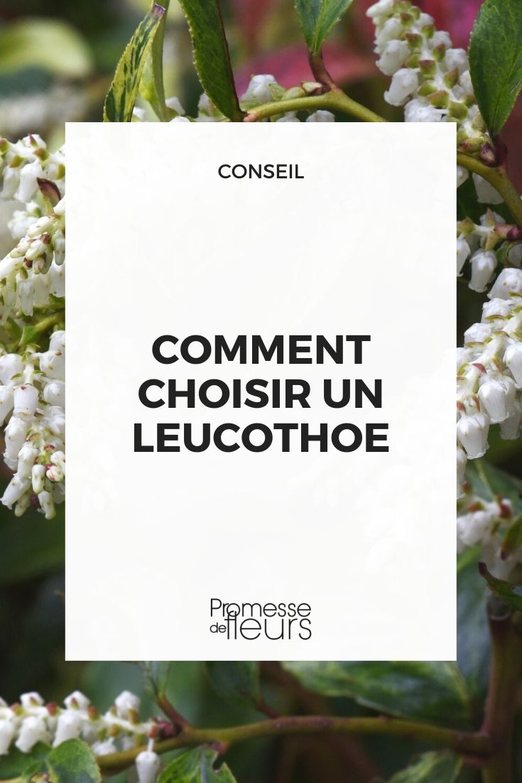 How to Choose a Leucothoe Choosing Leucothoe
Leucothoe, also known as {glossary|doghobble}, is a charming addition to any garden, particularly if you're looking to create a visually appealing understorey or a shaded garden spot. This evergreen shrub thrives in acidic, moist, but well-drained soil and is perfect for adding texture and colour with its gracefully arching branches and glossy, often colour-changing leaves.
When selecting a Leucothoe plant, consider the specific variety as they can differ in size and leaf colour. For instance, Leucothoe fontanesiana boasts striking red and purple foliage in autumn, while Leucothoe axillaris features more subtle green and white hues. Each variety has its unique charm and can contribute differently to your garden aesthetics.
Planting Leucothoe in a partially shaded spot will yield the best results, as too much sun can scorch the leaves, while too much shade can reduce the vibrancy of its foliage. Ensure the soil is acidic; if unsure, testing the soil pH might be beneficial before planting. Mulching with organic material can help maintain the necessary acidity and moisture levels.
Caring for Leucothoe is relatively straightforward. It requires minimal pruning, mostly to remove any dead or damaged branches and to encourage a bushy growth. Regular watering during dry spells will keep it healthy, and an annual feed with a rhododendron or azalea fertiliser will support its growth and flowering.
Incorporating Leucothoe into your garden not only enhances the visual appeal but also supports local biodiversity, providing shelter and food for various bird species. Whether used as a standalone feature or as part of a larger woodland garden scheme, Leucothoe can be a delightful and low-maintenance choice for any gardener.