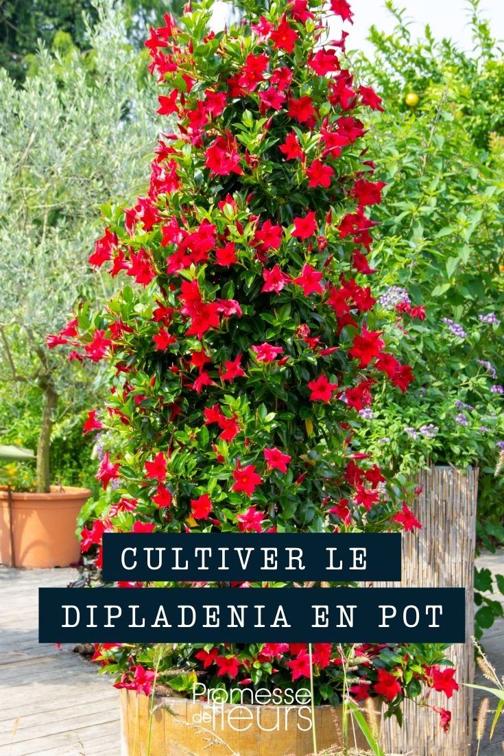 How to Grow Dipladenia in a Pot Cultivating Dipladenia in Pots and Planters
Dipladenia, a vibrant and enchanting flowering young plant, thrives beautifully when grown in containers such as pots and planters. This method not only enhances the aesthetic appeal of your garden or balcony but also allows for better control over the growing conditions, ensuring your Dipladenia flourishes.
### Choosing the Right Container
Selecting an appropriate container is crucial for the health of your Dipladenia. Ensure the pot or planter has adequate drainage holes to prevent waterlogging, which can lead to root rot. A container made of breathable material like terracotta is ideal, though plastic or resin containers are also suitable if they have good drainage.
### Soil and Planting
Dipladenia requires well-draining, fertile soil. Opt for a high-quality potting mix designed for container gardening. When planting, position the young plant so that the top of the root ball is just below the rim of the container, allowing space for watering.
### Location and Sunlight
Position your container in a spot that receives partial to full sunlight. Dipladenia thrives in bright, indirect light but can also tolerate direct sunlight if acclimated gradually. Avoid placing your young plants in overly shaded areas, as this can impede their growth and flowering.
### Watering and Feeding
Water your Dipladenia when the top inch of soil feels dry to the touch. Be cautious not to overwater, as Dipladenia does not like to sit in wet soil. During the growing season, feed your young plants every two weeks with a balanced, water-soluble fertilizer to promote vigorous growth and abundant flowering.
### General Care
Regularly check for pests such as spider mites and treat them promptly. Pruning is not typically necessary, but you may trim any dead or damaged branches to keep your Dipladenia looking its best.
By following these simple guidelines, your Dipladenia will be a stunning addition to your container garden, bringing a touch of tropical elegance to your outdoor or indoor space.