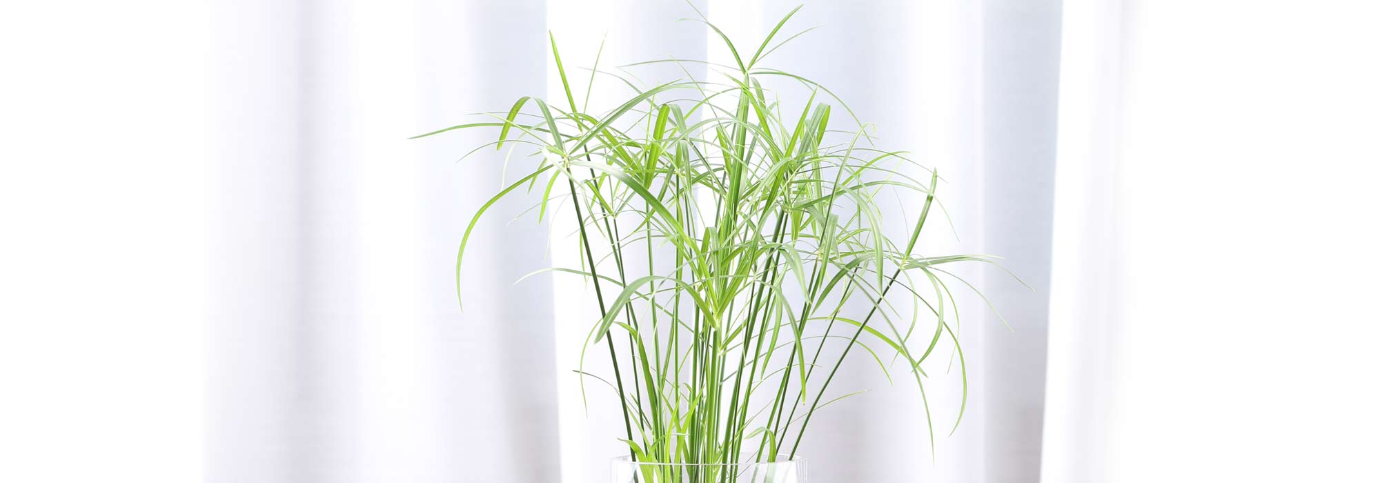 Growing a papyrus or cyperus in a pot