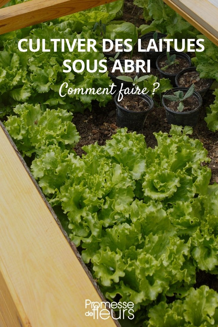 Growing Lettuces Under Cover Lettuce: Sheltered Cultivation in a Mini Greenhouse