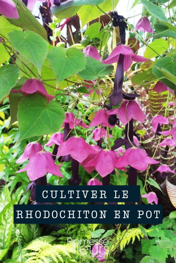 Planting Rhodochiton in Pots, Containers, and Planters

Rhodochiton, with its charming bell-shaped flowers, is an excellent choice for adding a touch of elegance to balconies, patios, or garden terraces. Here’s a simple guide on how to plant these delightful young plants in pots, containers, and planters.

**Choosing the Right Container**
Select a container that has adequate drainage holes to prevent waterlogging, which could harm the young plants. A medium-sized pot or planter is usually sufficient to accommodate the growth of Rhodochiton.

**Soil Preparation**
Use a well-draining potting mix, ideally one formulated for flowering plants. This will ensure that your Rhodochiton has the perfect environment for root development and overall growth.

**Planting**
1. Fill the container with the potting mix, leaving enough space for the young plants.
2. Carefully remove the Rhodochiton from its nursery pot, ensuring not to disturb the root system.
3. Place the young plant in the container and fill around it with soil, gently pressing down to eliminate any air pockets.
4. Water the young plant thoroughly after planting to settle the soil.

**Positioning**
Rhodochiton thrives in a location where it can receive plenty of indirect sunlight. Avoid direct, harsh sunlight as it may scorch the leaves and flowers.

**Aftercare**
Water the young plants regularly to keep the soil moist but not waterlogged. During the growing season, feed the young plants every fortnight with a balanced liquid fertilizer to encourage robust growth and abundant flowering.

By following these simple steps, your Rhodochiton will flourish in its new container, bringing beauty and vibrancy to your outdoor space.
