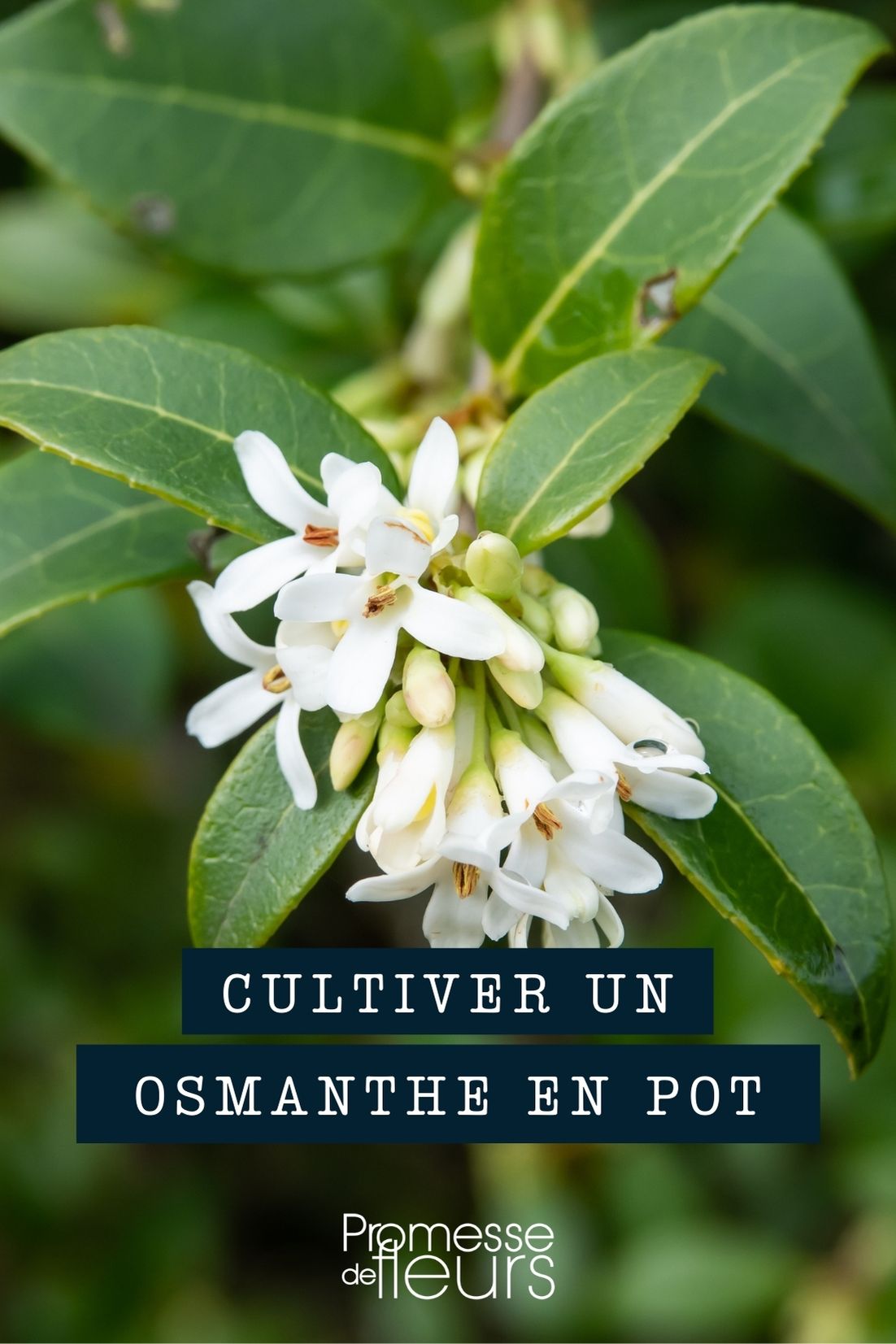 Growing an Osmanthus in a Pot Growing Osmanthus in Pots and Planters