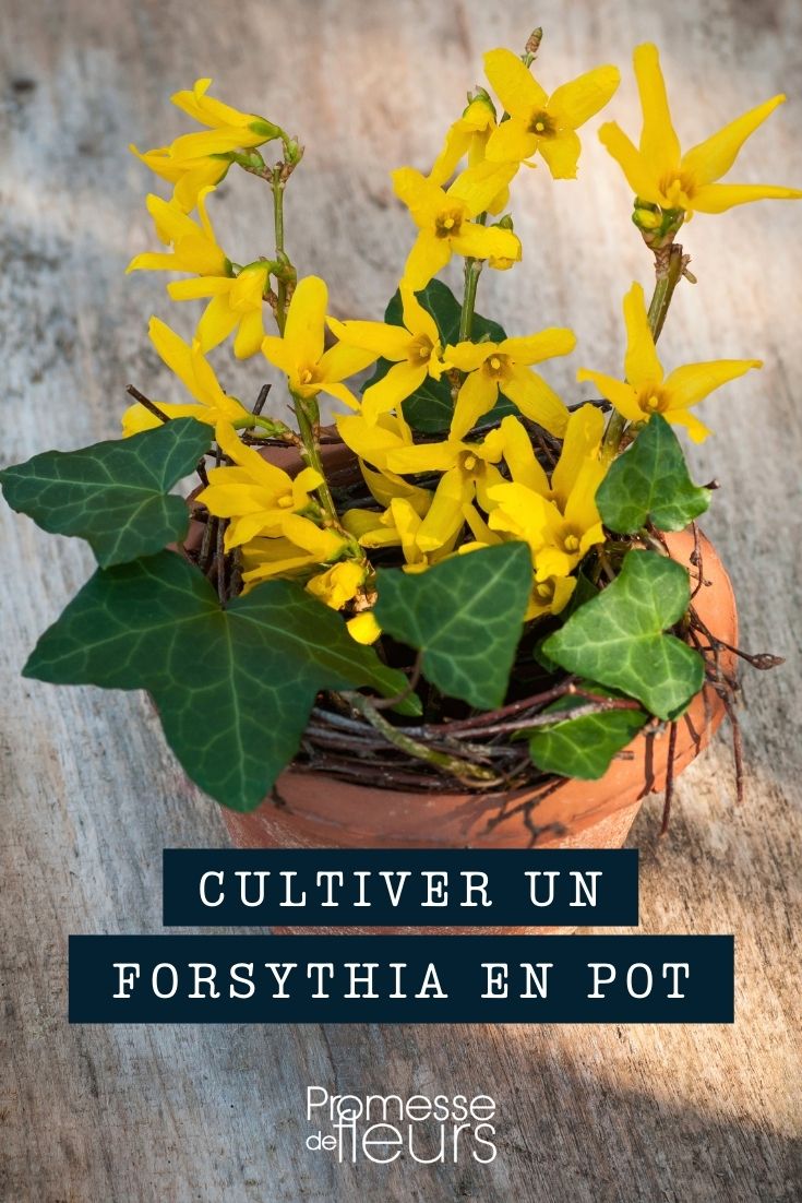 Growing Forsythia in a Pot Growing Forsythia in Pots and Containers
Forsythias, with their vibrant yellow blooms, are a herald of spring. Growing these shrubs in pots and containers allows even those with limited space to enjoy their spectacular display. Here’s how to successfully cultivate Forsythia in a container setting.
**Choosing the Right Container**
Select a pot that is large enough to accommodate the root ball of your Forsythia with extra space for growth. Ensure the container has adequate drainage holes to prevent waterlogging, which can lead to root rot.
**Soil and Planting**
Use a well-draining potting mix designed for shrubs or trees. Position the Forsythia in the pot so that the top of the root ball is just below the rim of the container. Fill around the roots gently with the potting mix and water thoroughly to settle the soil.
**Location**
Place your potted Forsythia in a location where it will receive full sun to partial shade. Forsythias thrive in bright light, which encourages prolific blooming.
**Watering**
Keep the soil consistently moist, but not waterlogged. During the growing season, water the plant deeply when the top inch of soil feels dry to the touch. Reduce watering in the winter when the plant is dormant.
**Feeding**
Feed your Forsythia with a balanced, slow-release fertilizer at the beginning of the growing season to support vigorous growth and abundant flowering.
**Pruning**
Prune Forsythia immediately after flowering to maintain its shape and encourage the growth of flower-bearing shoots for the following year. Remove any dead or damaged branches to keep the plant healthy.
**Winter Care**
In colder regions, protect your container-grown Forsythia from freezing temperatures. Wrap the pot in bubble wrap or burlap and, if possible, move it to a sheltered location like a garage or shed.
By following these guidelines, you can enjoy the bright, cheerful blooms of Forsythia in your garden, patio, or balcony each spring, regardless of garden size.