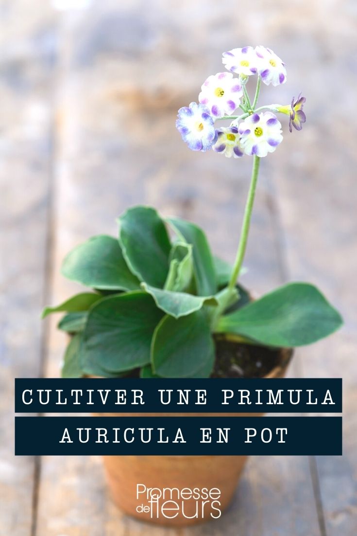 Growing a primula auricula in a pot