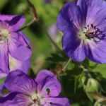 8 Hardy Geraniums for Beginners