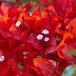 8 climbing flowers with red blooms