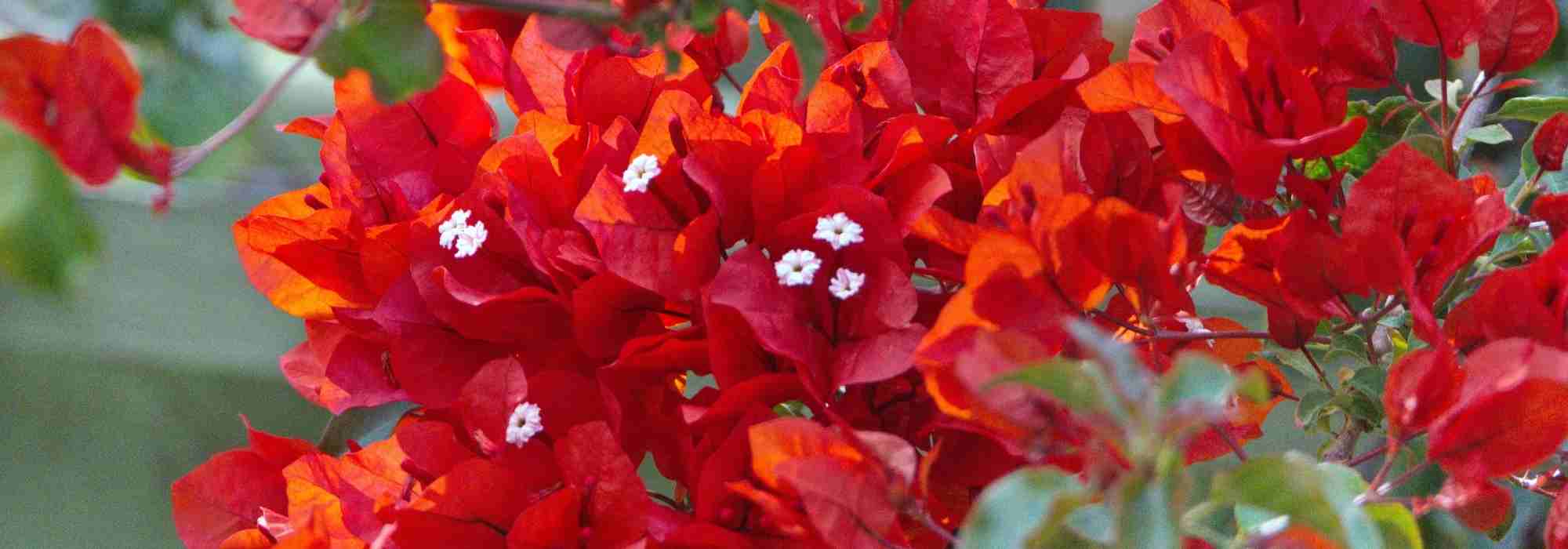 8 climbing flowers with red blooms