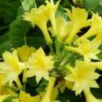 5 Chinese azaleas with yellow flowers